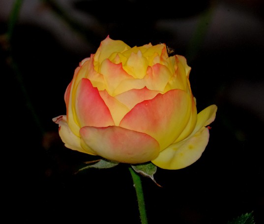 Hunter Valley Gardens, Pokolbin, New South Wales, Australia.06A