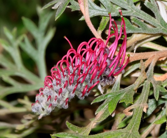 Australian native Grevillea sp. - Hunter Region Botanic Gardens, Heatherbrae, Hunter Valley, New South Wales, Australia.04