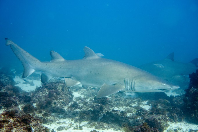 Grey nurse shark Carcharias taurus