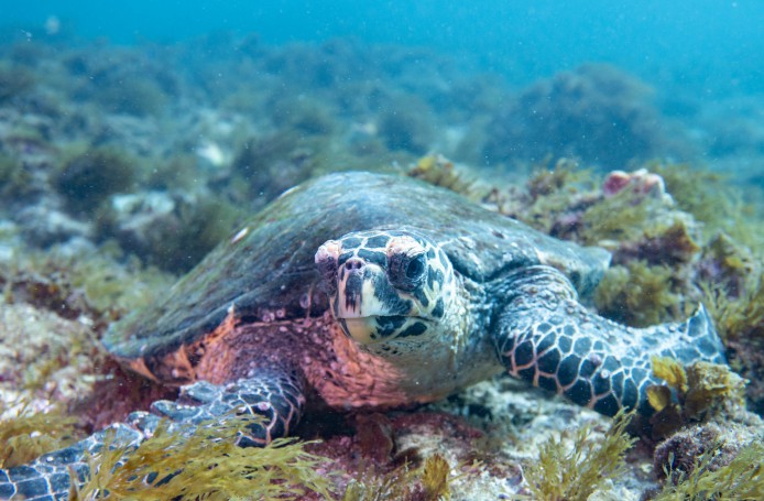 Hawksbill turtle (Eretmochelys imbricata) #marineexplorer