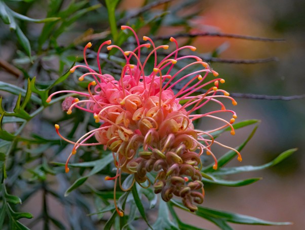 Australian native Grevillea sp. - Hunter Region Botanic Gardens, Heatherbrae, Hunter Valley, New South Wales, Australia.05