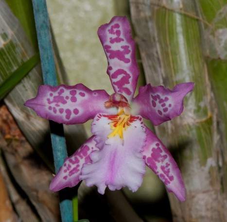 Hunter Region Botanic Gardens, Heatherbrae, Hunter Valley, New South Wales, Australia