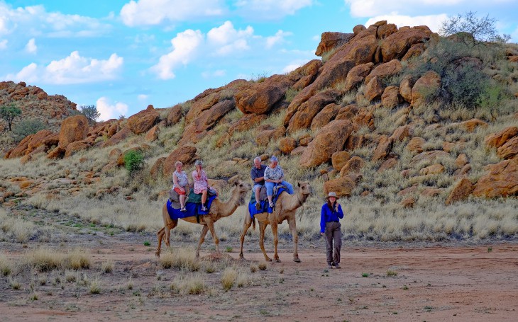 Camels, Old Overland Telegraph Station, Alice Springs, Northern Territory, Australia