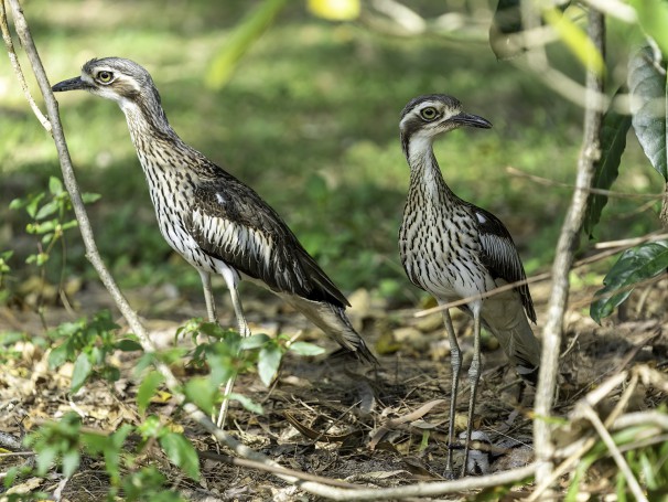 Bush Stone-curlew (Burhinus grallarius)