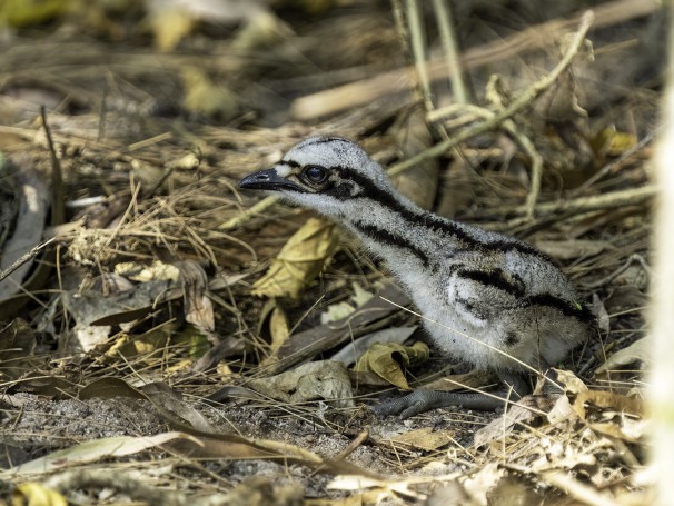 Bush Stone-curlew (Burhinus grallarius)