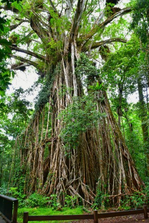 Cathedral Fig, Atherton Tablelands,