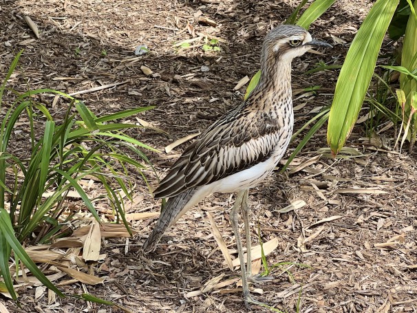 Bush stone-curlew
