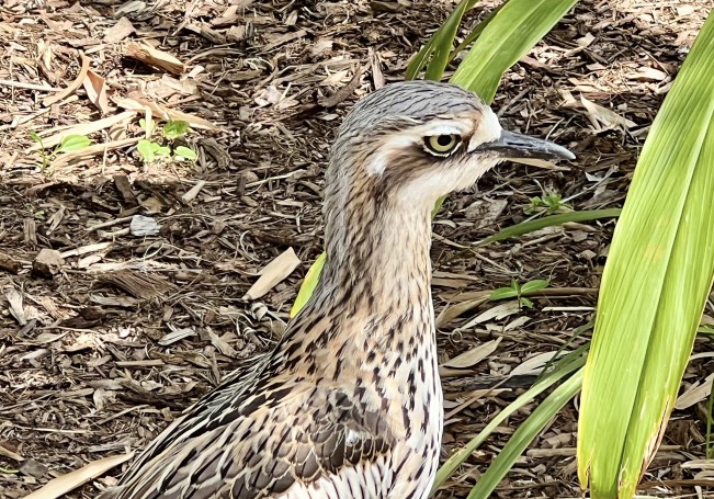 Bush stone curlew