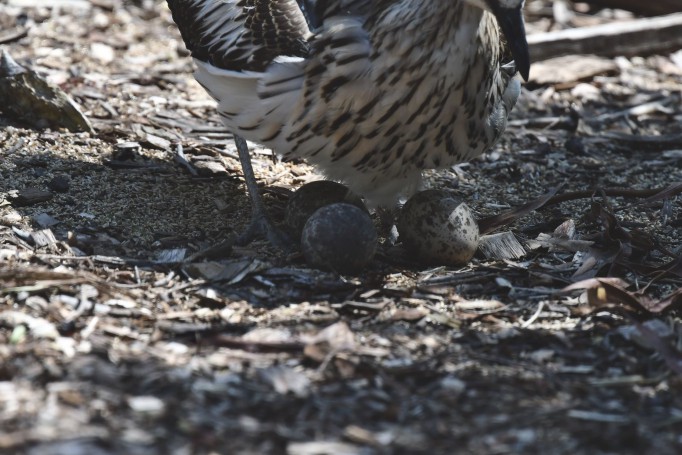 Bush Stone- Curlew