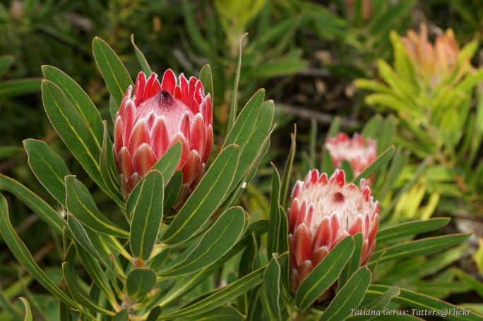 Sugarbush (Protea)