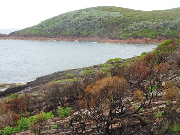 Fingal Bay near Nelson Bay. Burnt out scrub at Barry Park Lookout.