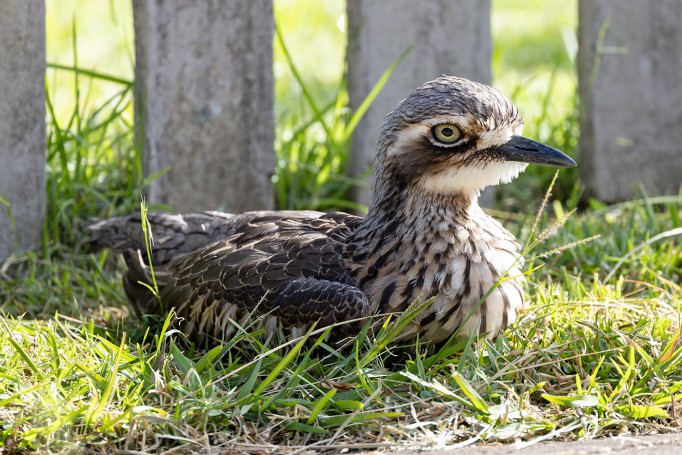 Bush stone curlew