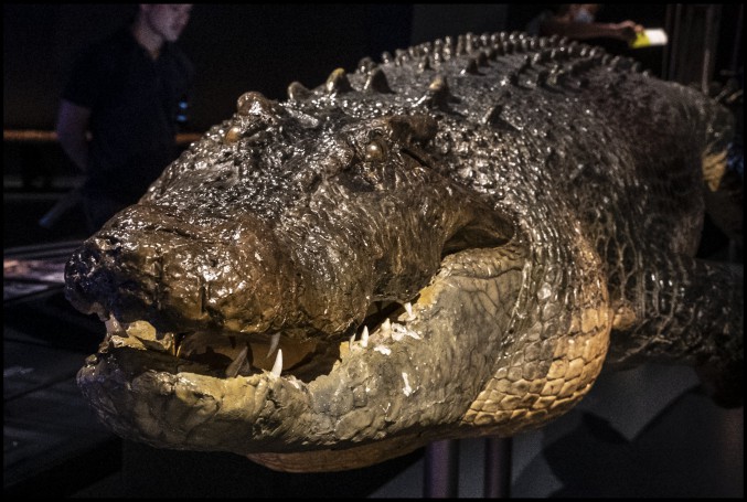 Crocodile in Museum Canberra-1=