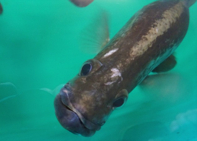 Port Stephens. NSW. Barramundi at the Cookaburra Barramundi Farm near Nelson Bay. A commercial Barramundi farm.