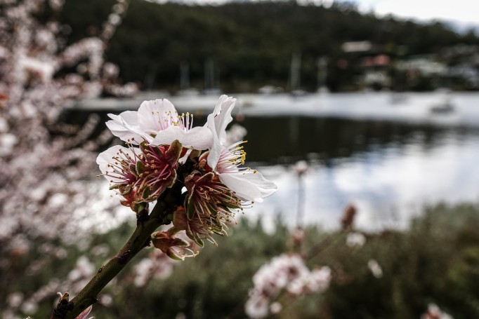 Winter blossoms, Geilston Bay, Tasmania