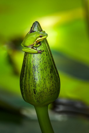 Frog on lily bud