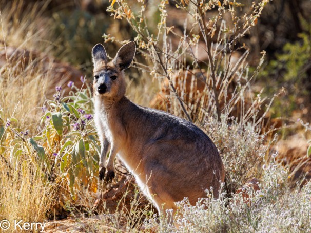 Western Wallaroo