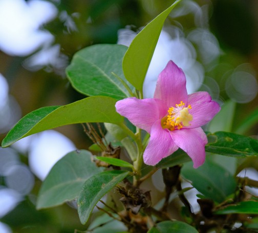 Hunter Region Botanic Gardens, Heatherbrae, NSW, Australia
