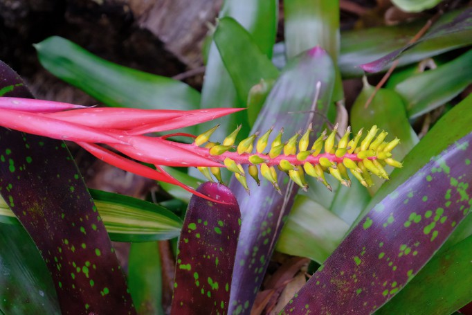 Bromeliad, Hunter Region Botanic Gardens, Heatherbrae, NSW, Australia
