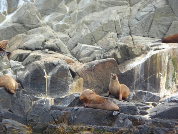 Bruny Island. Tas. Australian Fur Seals on rocky islands off the south coast. Adventure Bay Wilderness cruise.