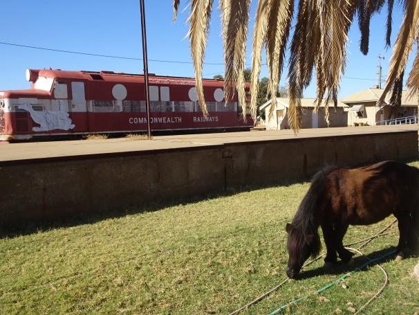 Marree. The disused railway station. The Old Ghan train to Alce Springs left from here. Grazing horse.