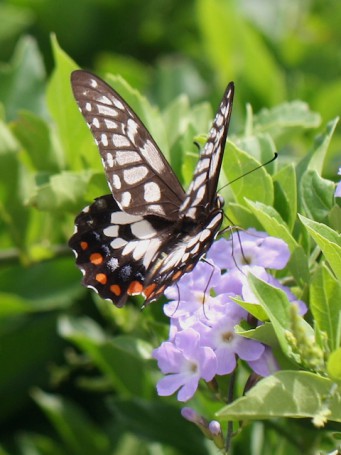 Dainty Swallowtail 5940