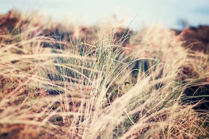 Wintery Day at Murlough Beach - golden sunlight