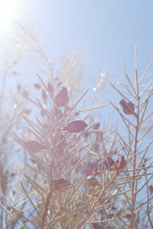 Olive Pink Botanic Gardens