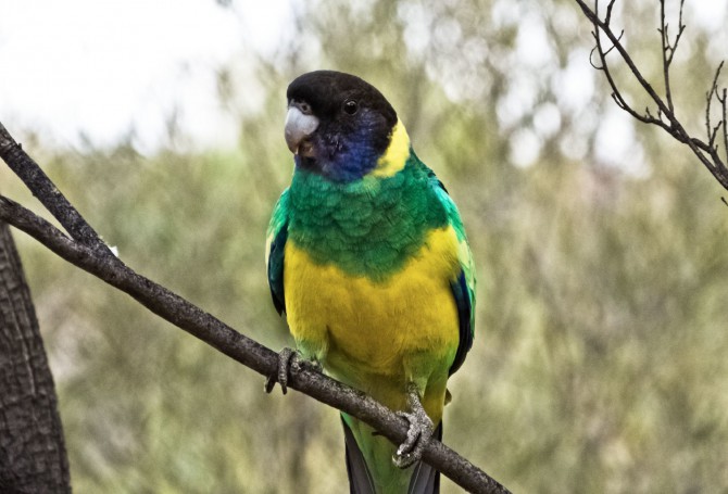 Animal Bird Australian Ringneck Barnardius zonarius ssp. zonarius feeding on Ruby Saltbush at the Olive Pink Botanic Garden