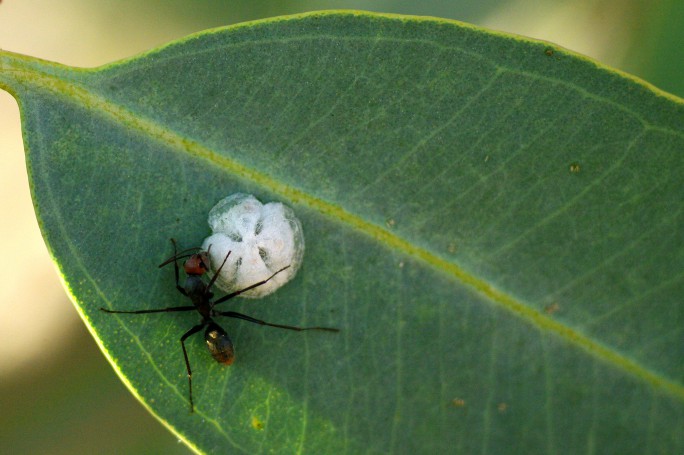Ant tending lerp