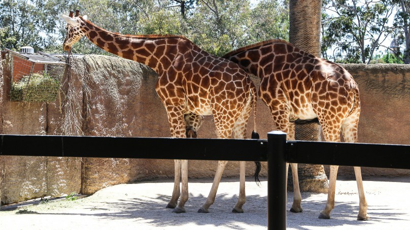 Two Shy Giraffes
