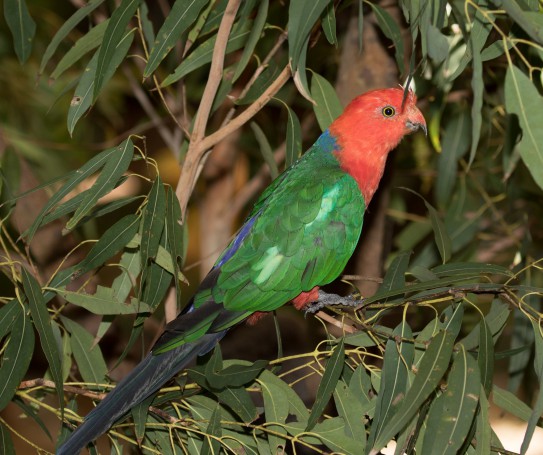 Australian King Parrot (Alisteris scapularis) (40 – 45 centimetres)