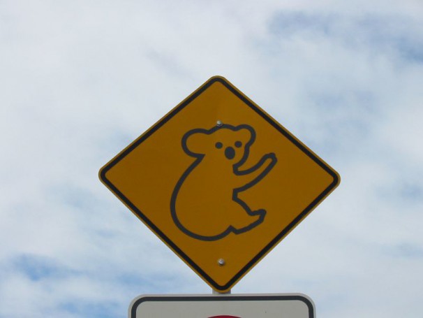 Koala