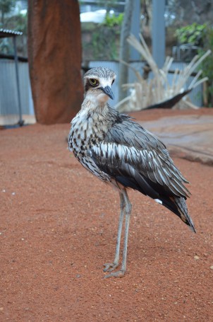Bush stone curlew