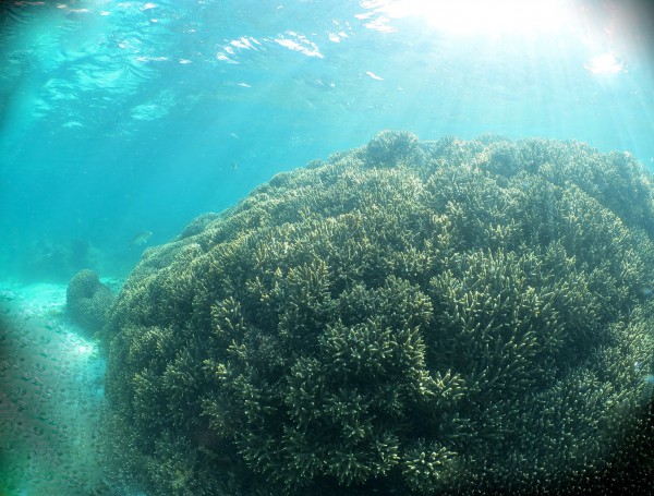 UWA coral research @ Rottnest Island, Perth, WA