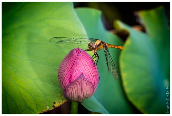 Lotus and Dragonfly