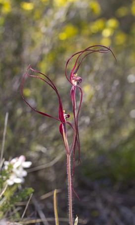 Caladenia filamentosa (ii)