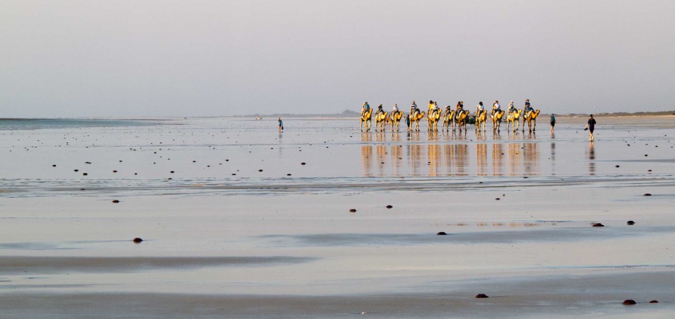 Camels Cable Beach Broome