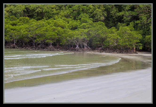 Cape Tribulation mangroves-01=
