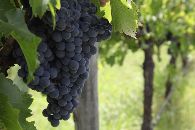 Hunter Valley Wine Region