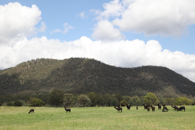 Hunter Valley Wine Region