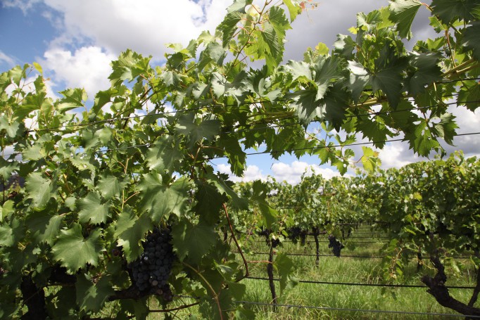 Hunter Valley Wine Region