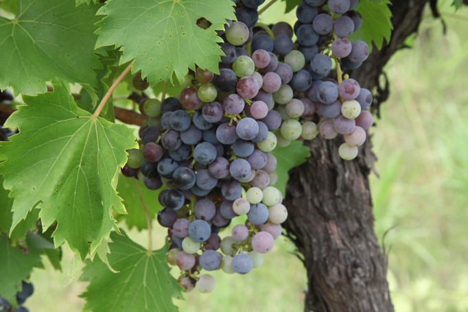 Hunter Valley Wine Region