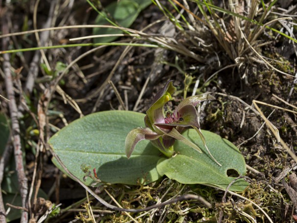 Chiloglottis triceratops