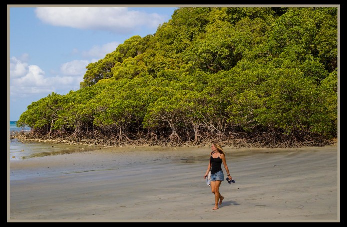 Cape Tribulation mangroves-03=