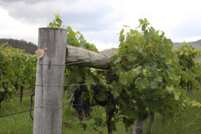 Hunter Valley Wine Region