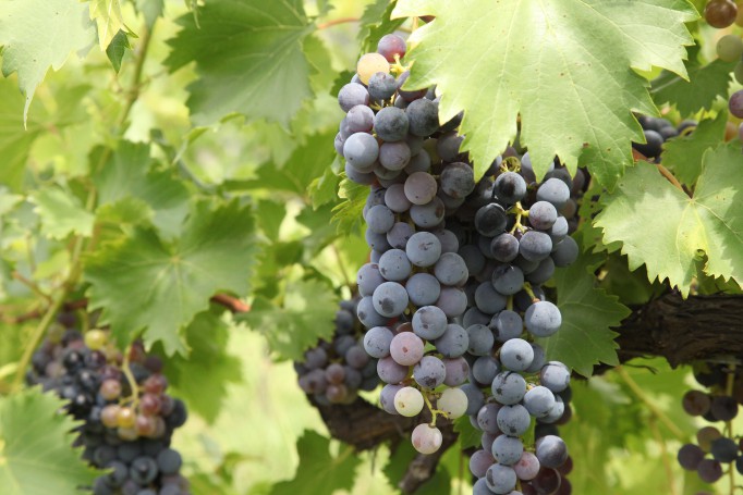 Hunter Valley Wine Region