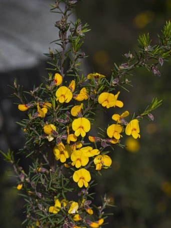 Pultenaea juniperina