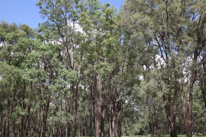 Hunter Valley Wine Region