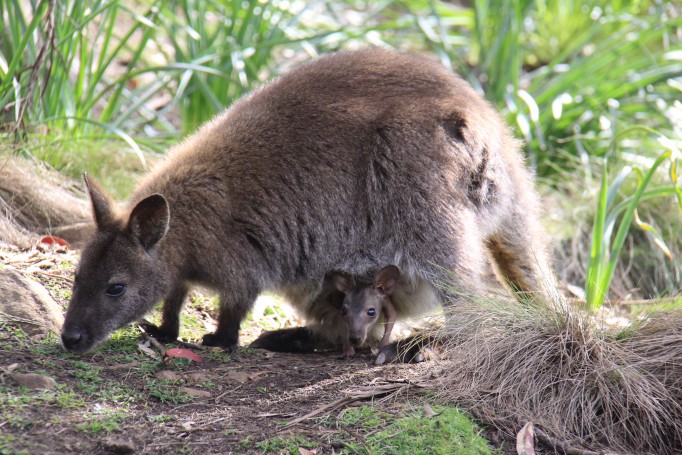 Wallaby and Joey